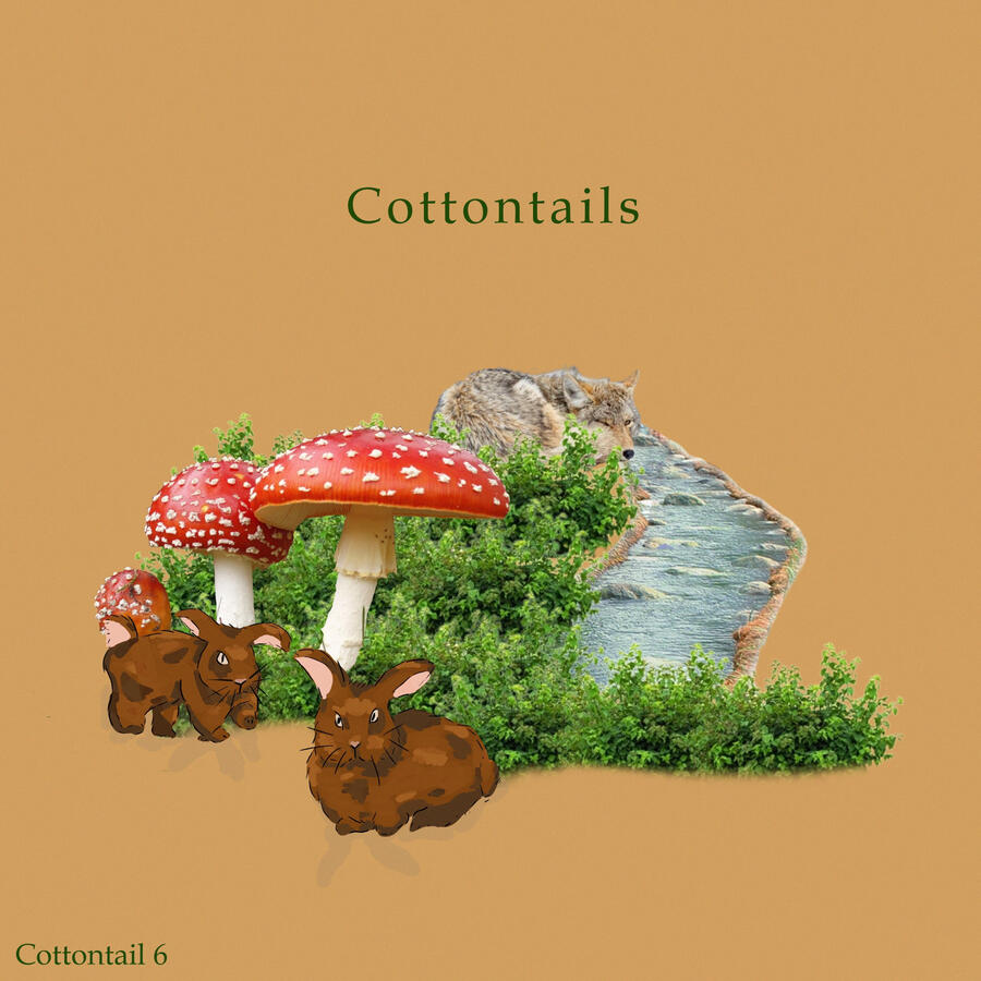 Cottontails
